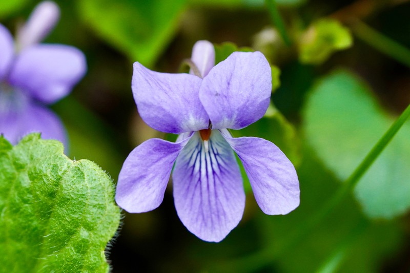 Viola grypoceras photo 8