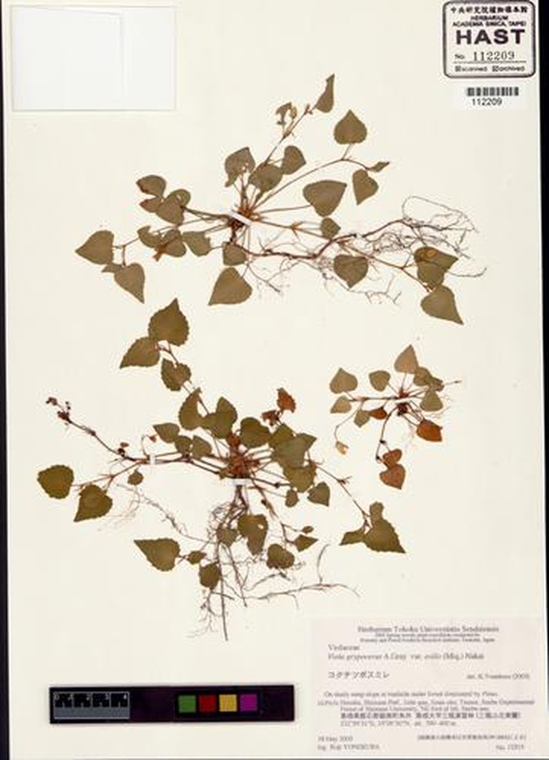 Viola grypoceras var. exilis