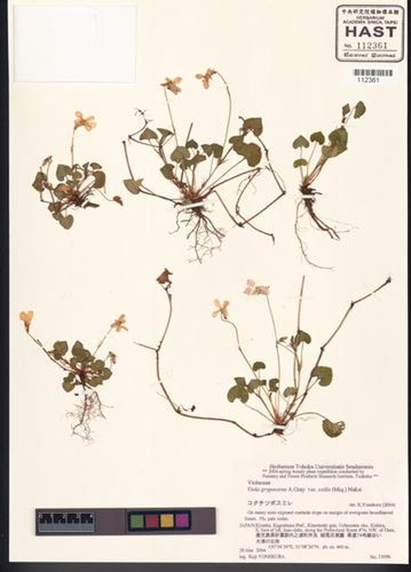 Viola grypoceras var. exilis photo 2
