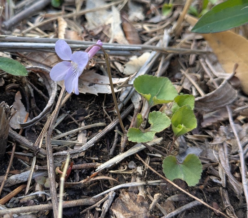 Viola grypoceras var. grypoceras