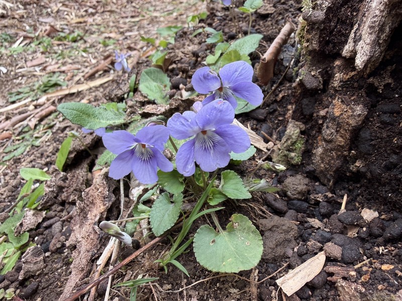 Viola grypoceras var. grypoceras photo 2