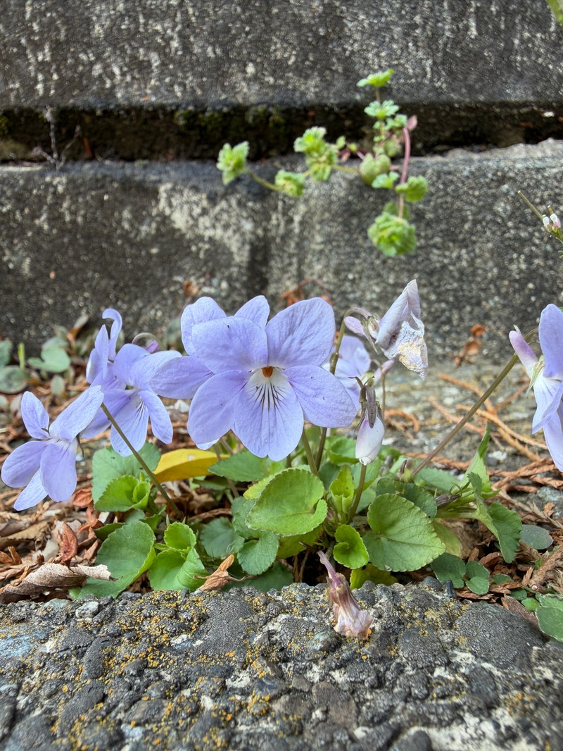Viola grypoceras var. grypoceras photo 3