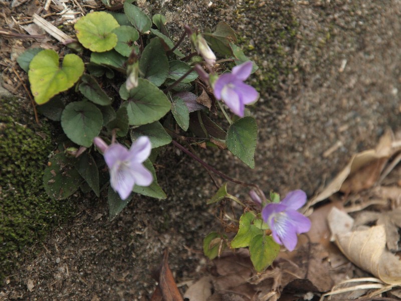 Viola grypoceras var. grypoceras photo 4