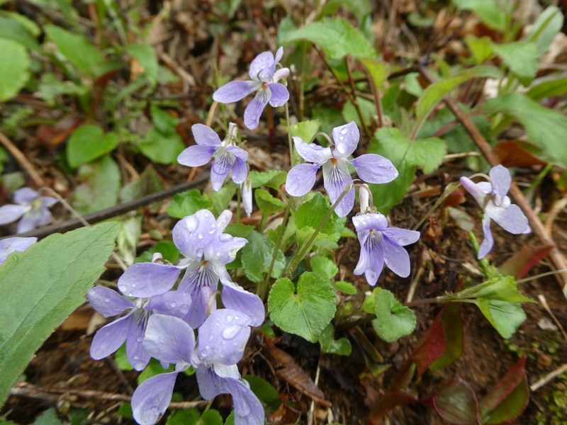 Viola grypoceras var. grypoceras photo 5