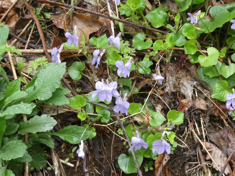 Viola grypoceras var. grypoceras photo 6