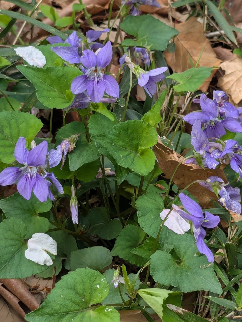Viola grypoceras var. grypoceras photo 7