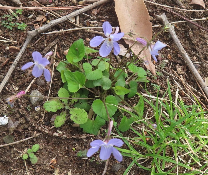 Viola grypoceras var. grypoceras photo 8