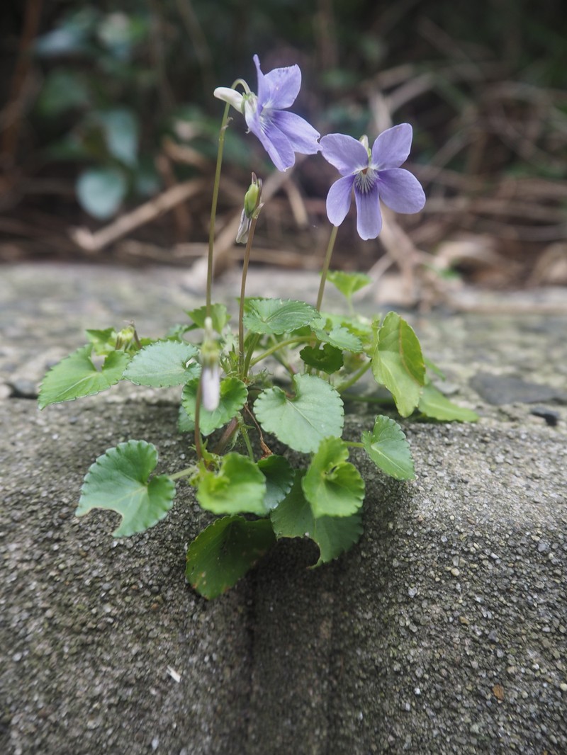 Viola grypoceras var. hichitoana