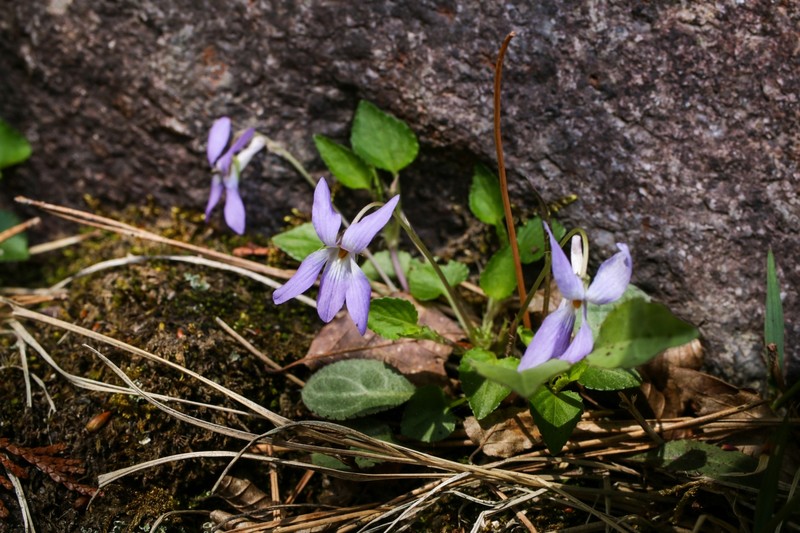 Viola grypoceras var. ripensis