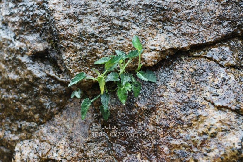 Viola guangzhouensis