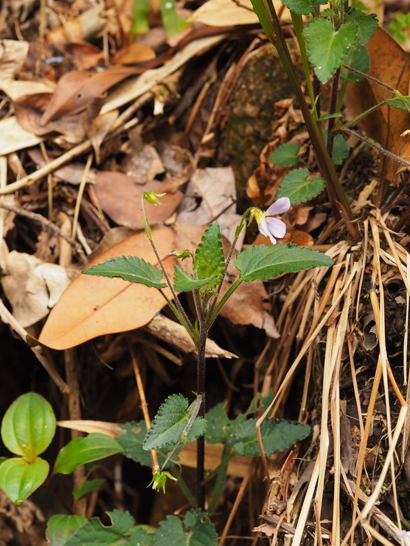 Viola guangzhouensis photo 2