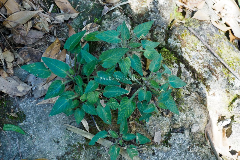 Viola guangzhouensis photo 4