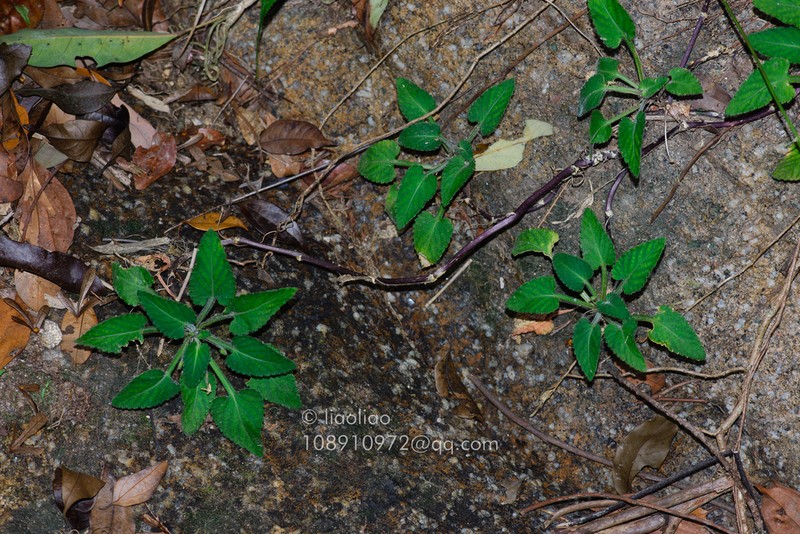 Viola guangzhouensis photo 5