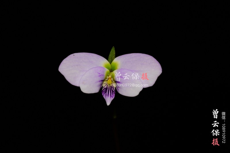 Viola guangzhouensis photo 6