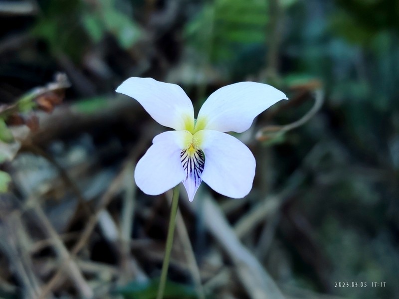 Viola guangzhouensis photo 7