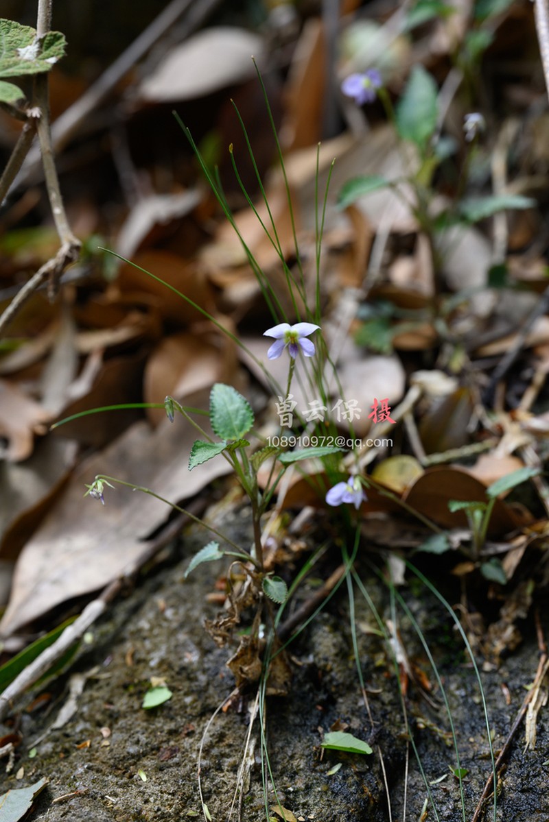 Viola guangzhouensis photo 8