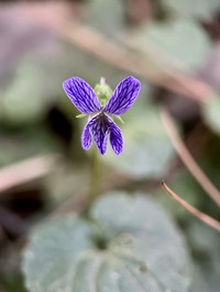 Viola guatemalensis