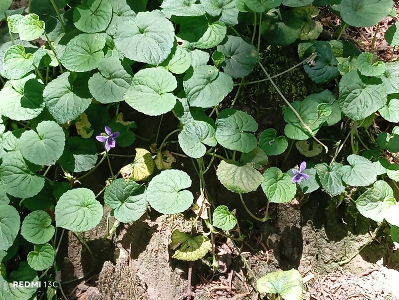 Viola guatemalensis photo 2