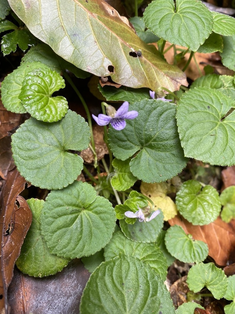 Viola guatemalensis photo 3