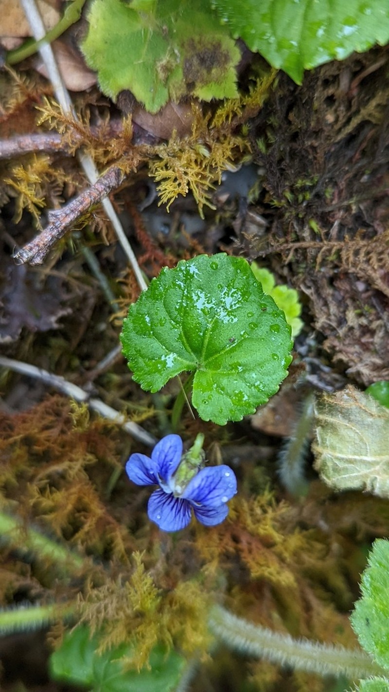 Viola guatemalensis photo 4