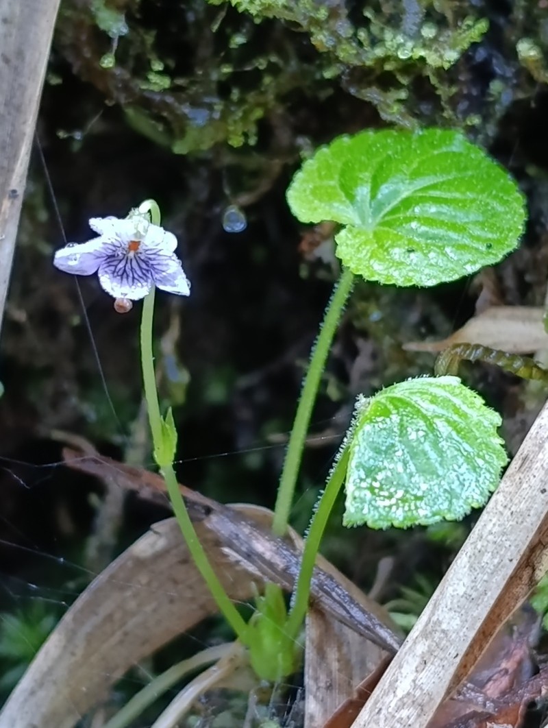 Viola guatemalensis photo 5