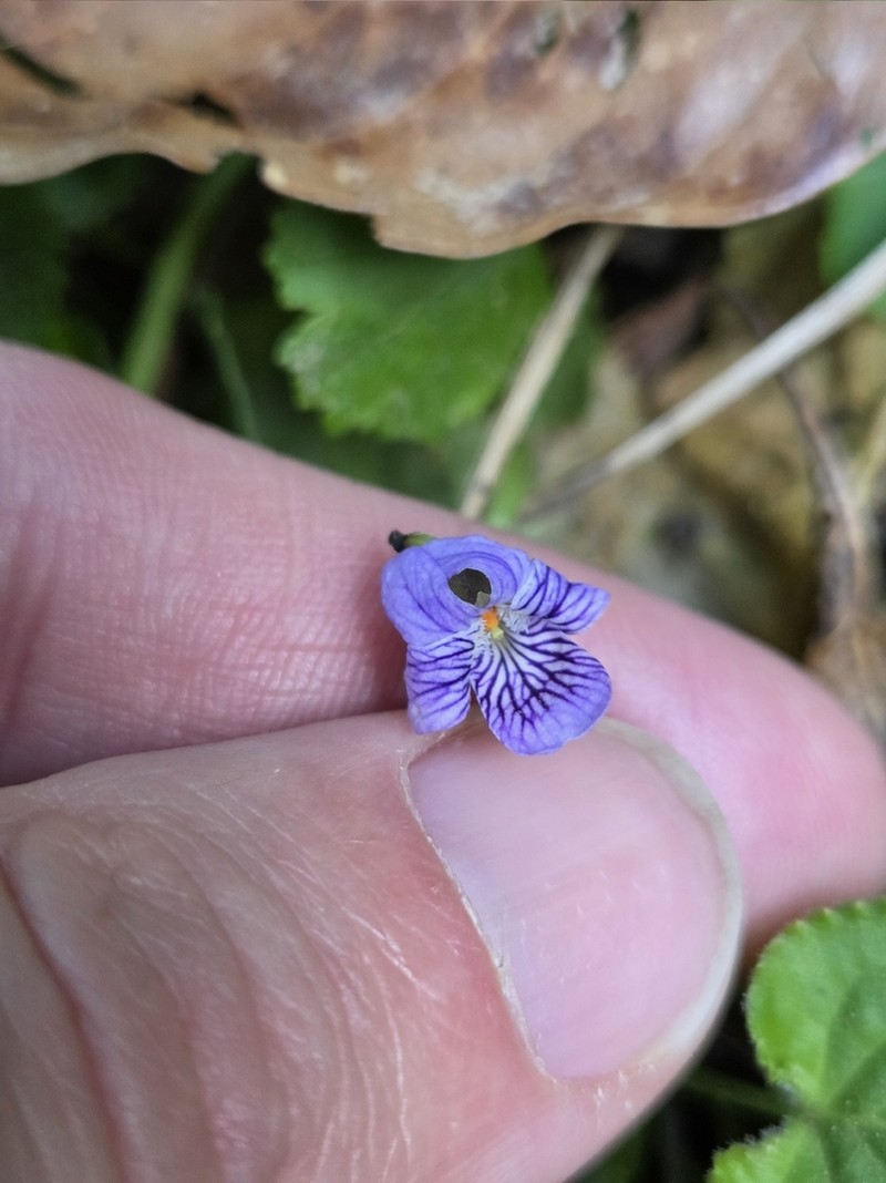 Viola guatemalensis photo 6