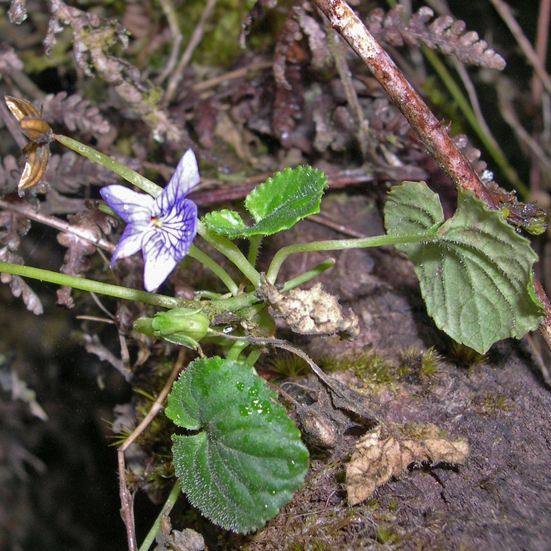 Viola guatemalensis photo 7