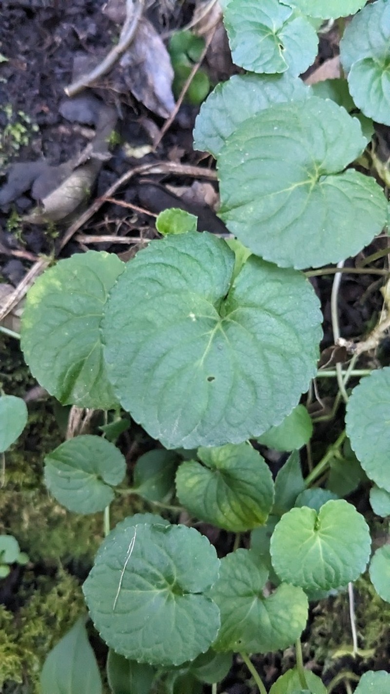 Viola guatemalensis photo 8