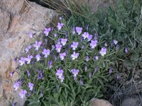 Viola guaxarensis
