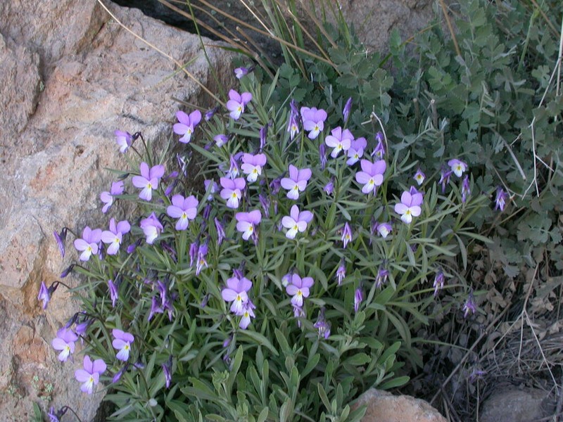 Viola guaxarensis