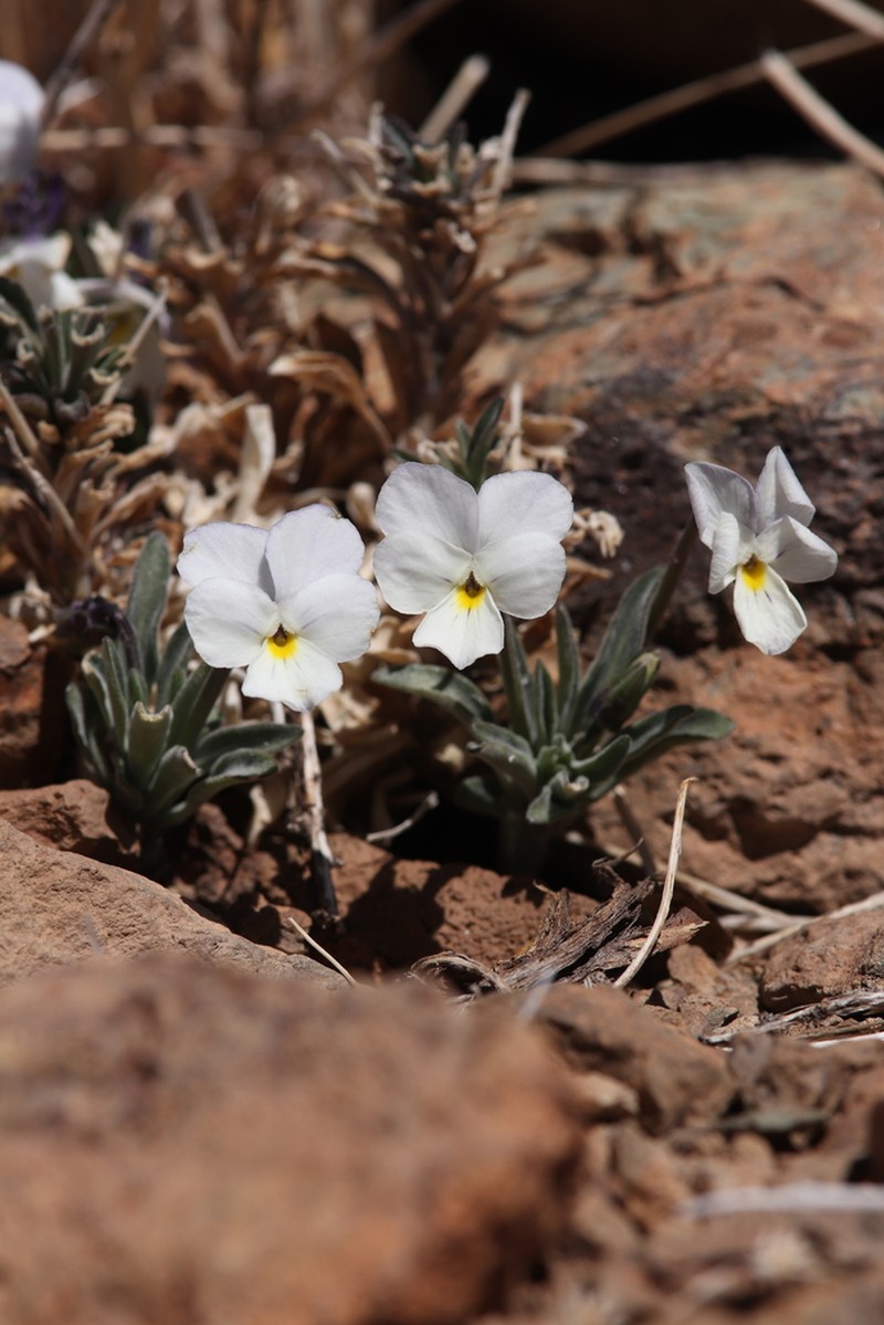 Viola guaxarensis photo 3