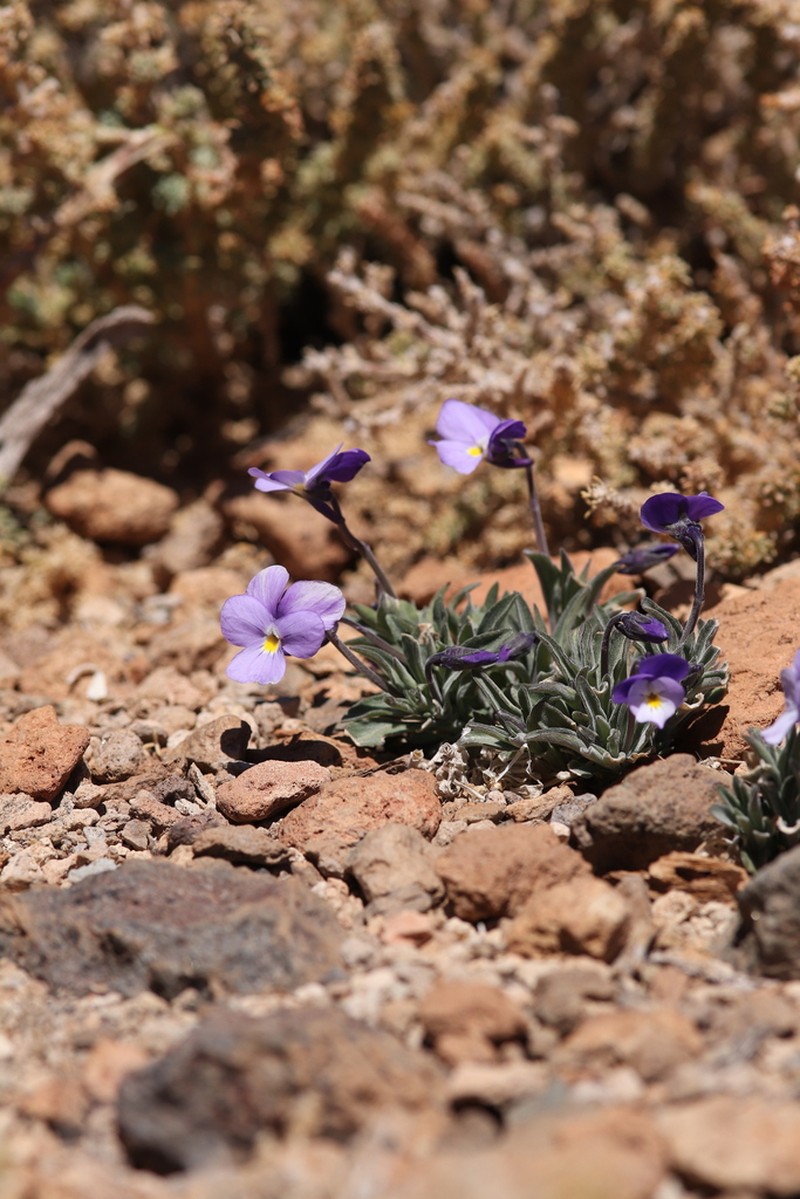 Viola guaxarensis photo 4