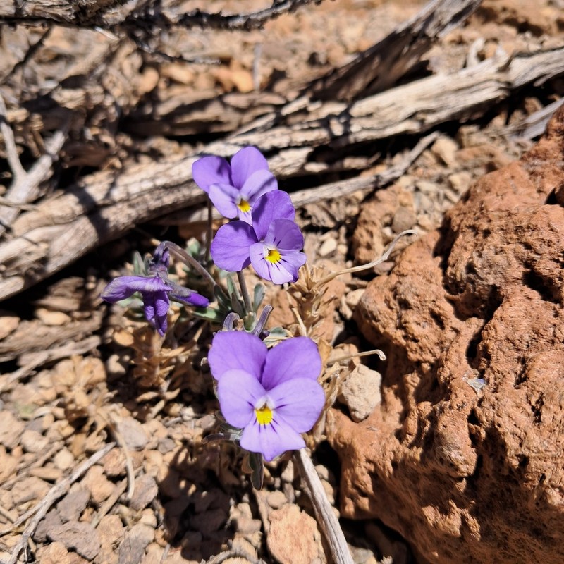 Viola guaxarensis photo 5