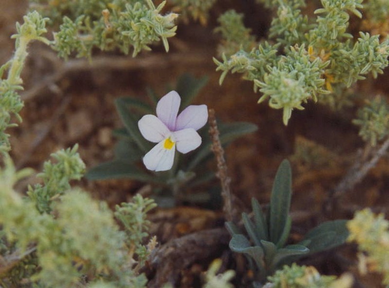 Viola guaxarensis photo 6