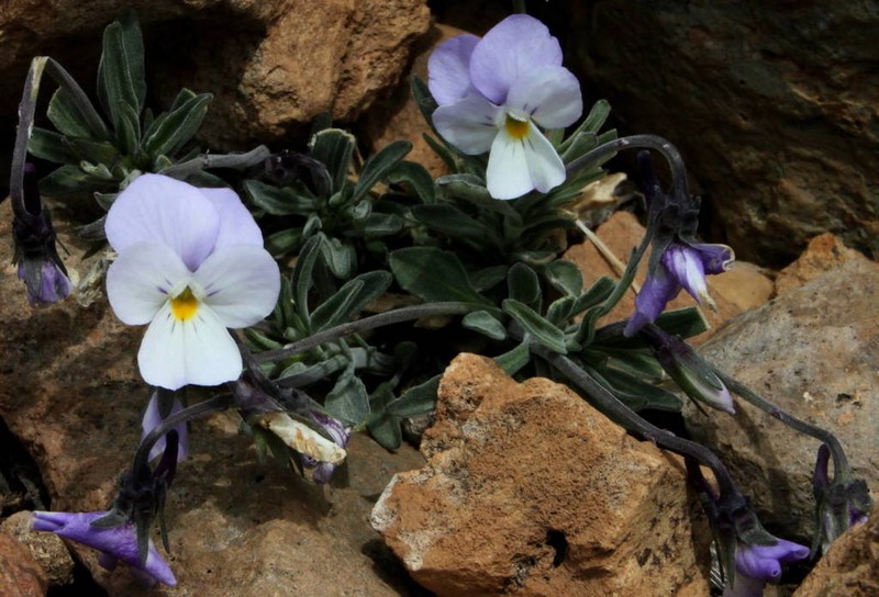 Viola guaxarensis photo 7