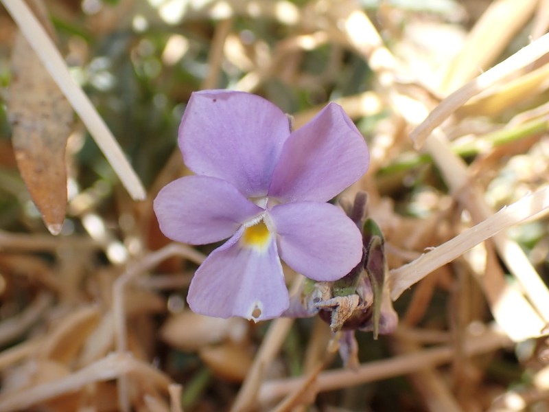 Viola guaxarensis photo 8