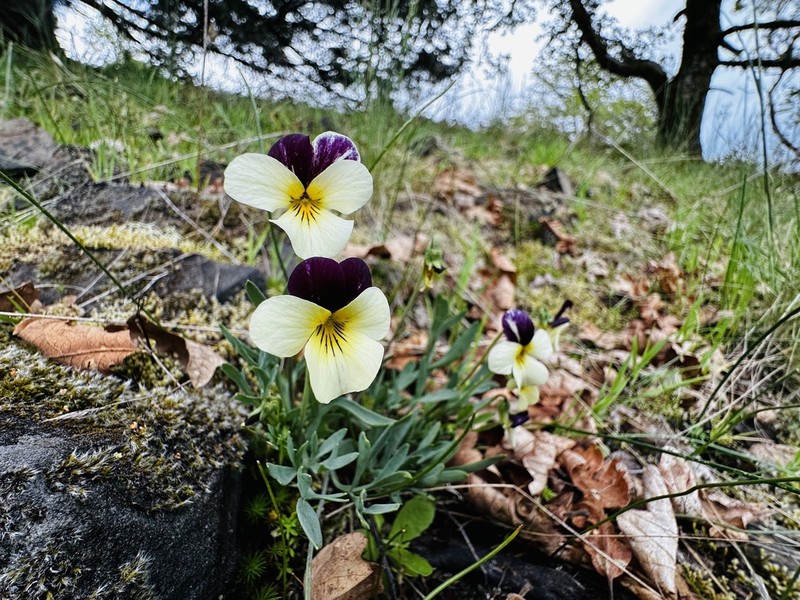 Oregon Violet photo 2