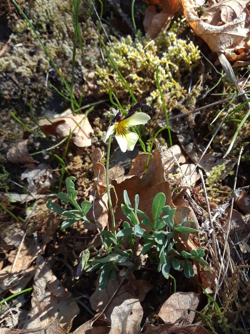 Oregon Violet photo 3