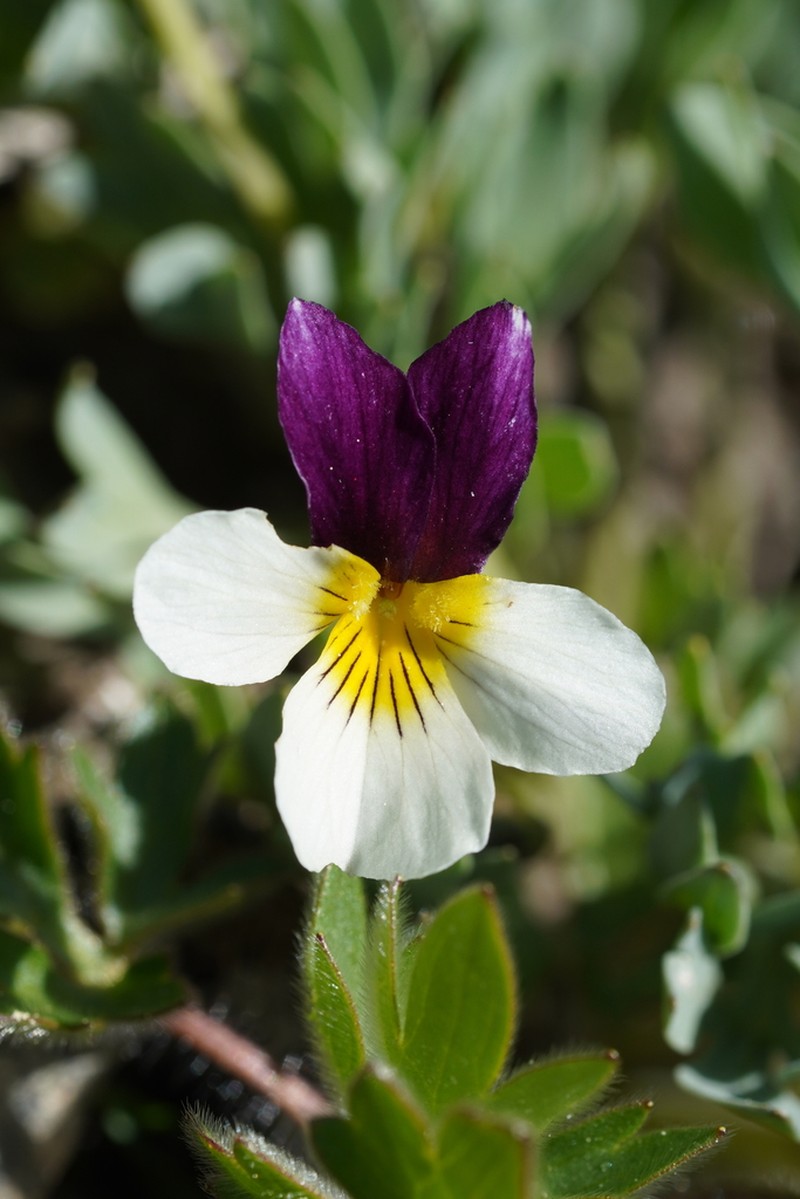 Oregon Violet photo 4