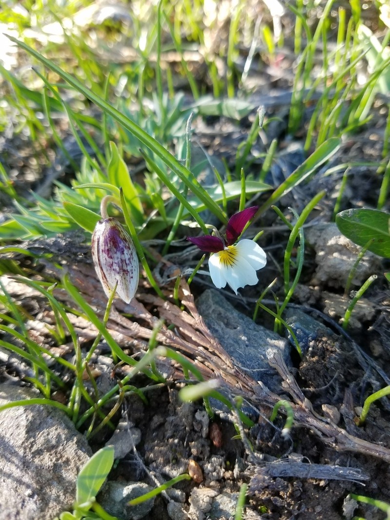 Oregon Violet photo 5