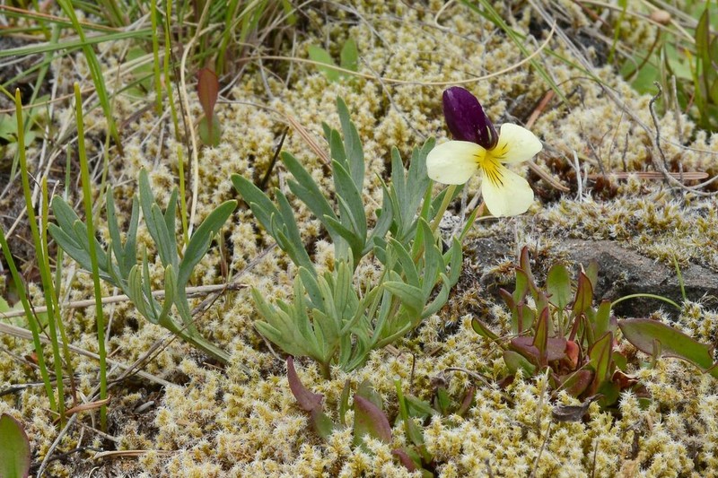 Oregon Violet photo 6
