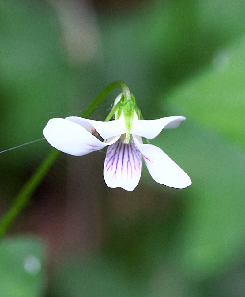Viola hamiltoniana