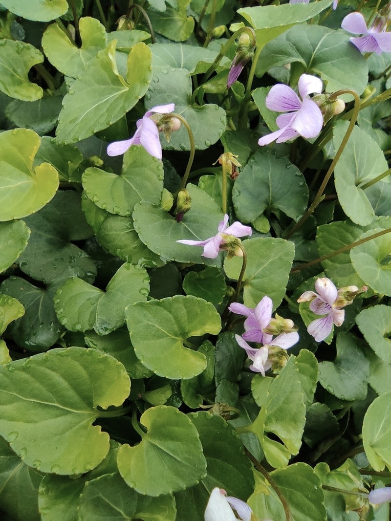 Viola hamiltoniana photo 3