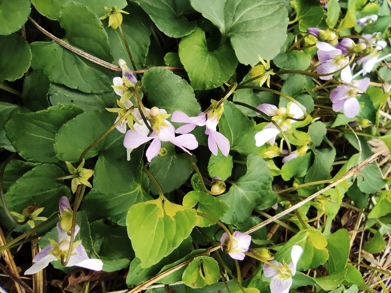 Viola hamiltoniana photo 4