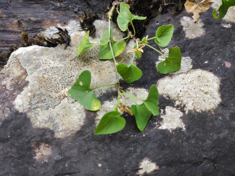 Viola hamiltoniana photo 5