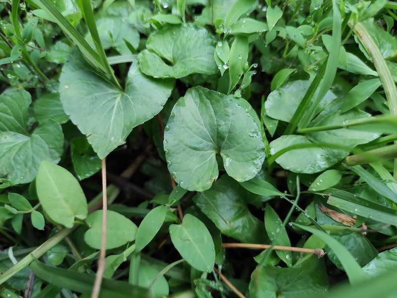 Viola hamiltoniana photo 6
