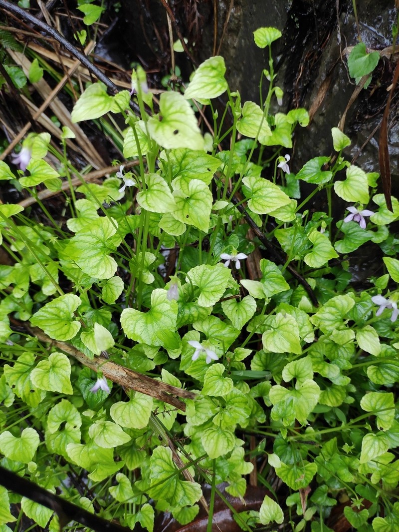 Viola hamiltoniana photo 7