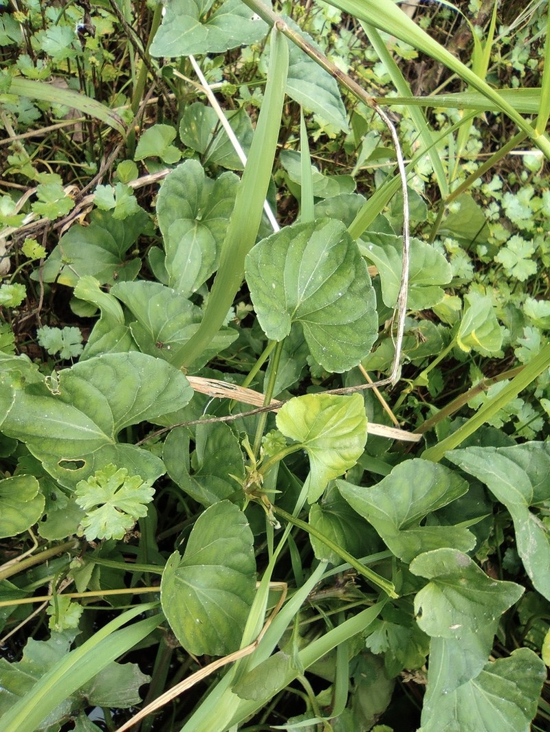 Viola hamiltoniana photo 8