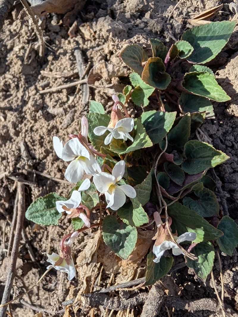 Viola hancockii