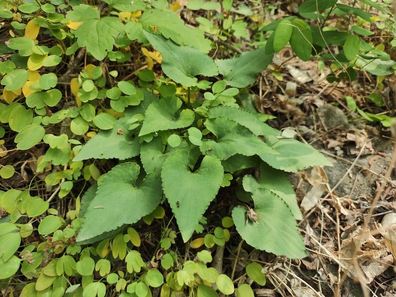 Viola hancockii photo 2